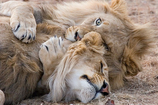 Things to do in Stellenbosch Attractions Wildlife Lion parks