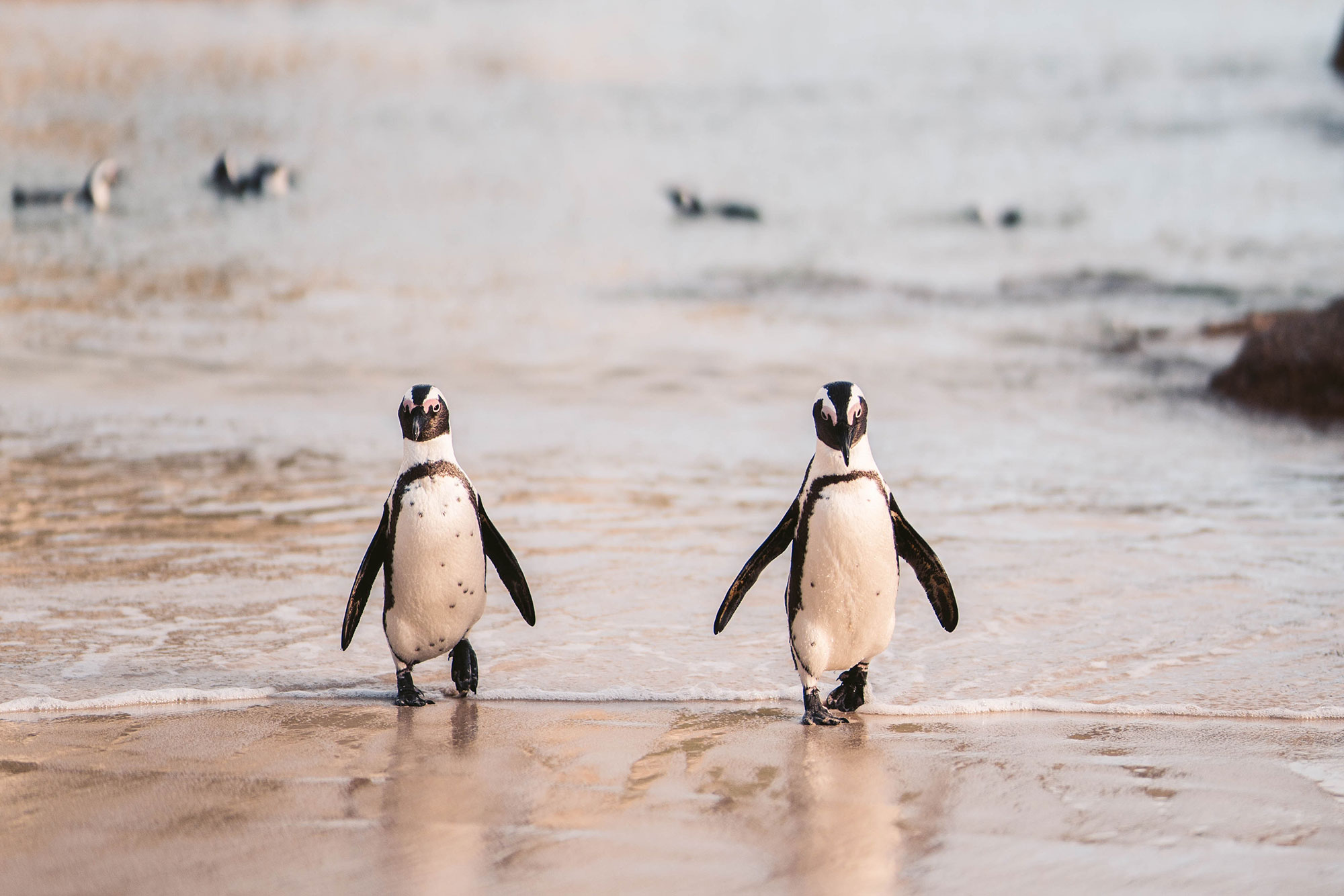 Penguins in Cape town Simons Town